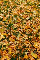 Fallen leaves of trees