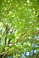 Fototapeta premium Asahi i zielony