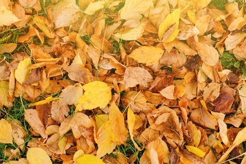 Fallen leaves of trees