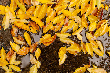 Fallen leaves of trees