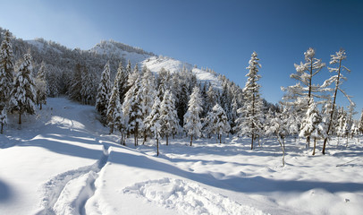 Snow covered larch and fir trees in the highlands. 