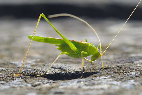 Primo piano di Cavalletta verde che si pulisce la zampa