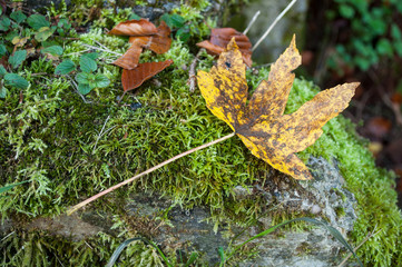 feuille morte d'érable dans un sous bois en forêt