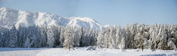 Snow covered larch and fir trees in the highlands. 