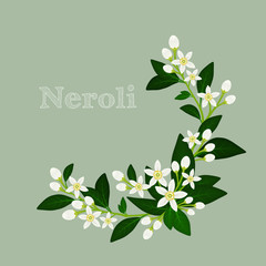 Orange blossom: flowers, buds and leaves. Floral design card fleur d'orange (neroli). Vector illustration.