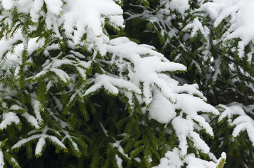 Spruce covered with snow close up. Christmas background