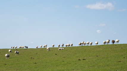 Obraz premium Sheep