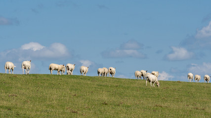 Fototapeta premium Sheep