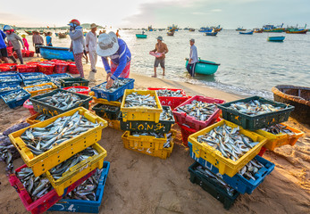 Phan Thiet, Vietnam - July 26th, 2016: Fish market session seas scene people gathered inside basket fish sale, strenuous rowing fishermen fish brought ashore fishing village in Phan Thiet, Vietnam