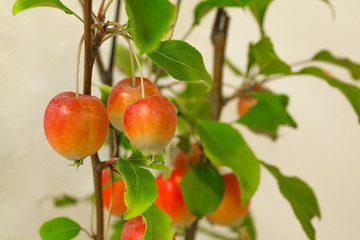 クラブアップル・リンゴ