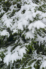 Spruce covered with snow close up. Christmas background