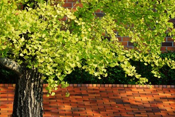 ginkgo and brick wall
