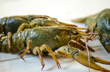 live cancer on a white background