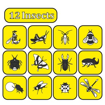 Set of various insects