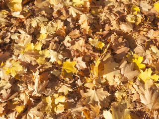 Autumn leaves background