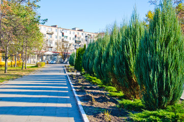 The rows of thuja trees in park