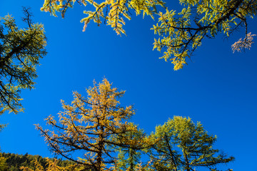 Autumn tree in china