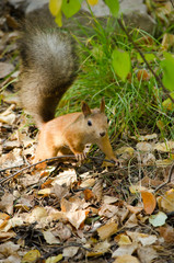Naklejka na ściany i meble Redhead squirrel with a bushy tail on the fallen leaves in the f