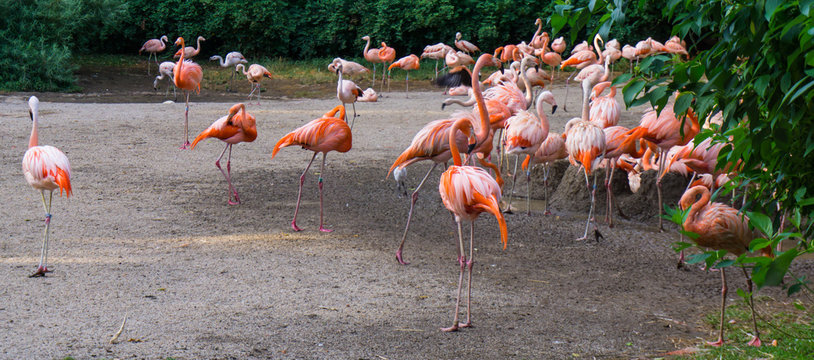 flamingos are standing zoo in Prague
