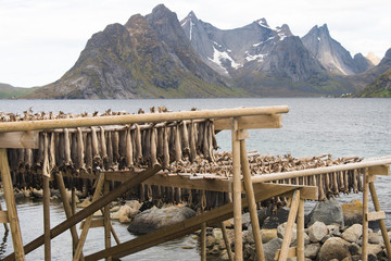  air-dried cod (stockfish) in Norway