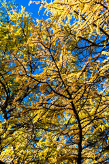 Autumn tree in china