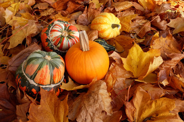 Turban squashes, pumpkin and gourds on crisp autumn leaves