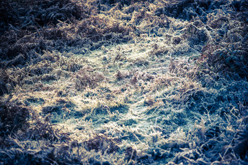 Frost cristals in early morning sunlight