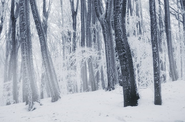 cold winter landscape with frozen trees in the woods