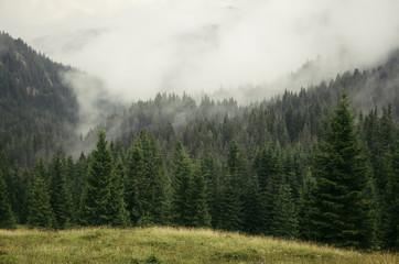 mist rising from pine tree forest