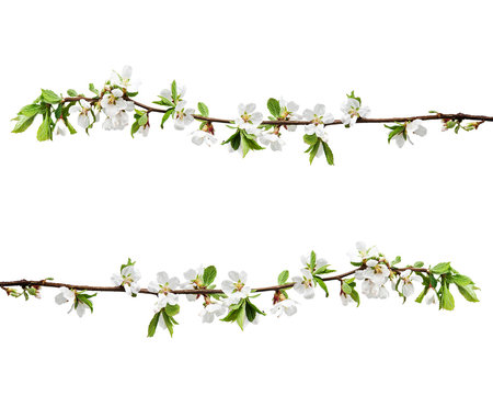 Spring flowering branches of Cherry blossom isolated on white background.
