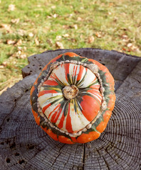 Striped Turks turban squash on a rough tree stump