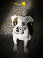 Portrait of a white boxer dog.