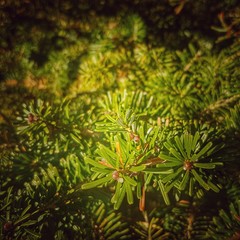 evergreen pine texture