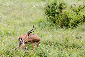 A male black-faced impala antelopes (Aepyceros melampus) grazing in the savannah at Tarangire National Park, Tanzania