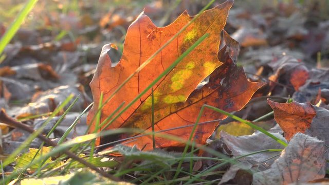swinging yellow mapple leaf on the ground