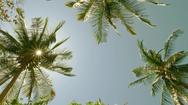 sun shining through coconut palm leaves, 4k
