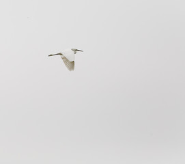 A flying Egret