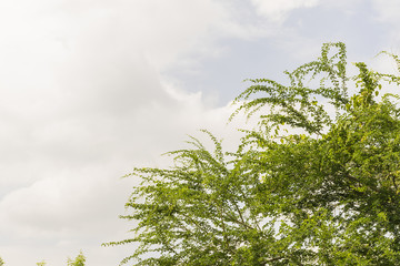 Green bush trees with clear sky background.