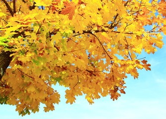 Maple tree with golden leaves in autumn
