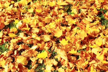 Dry leaves on ground