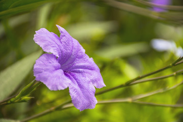 purple Petunias/Ruellia tuberosa Wildflower on nature background.