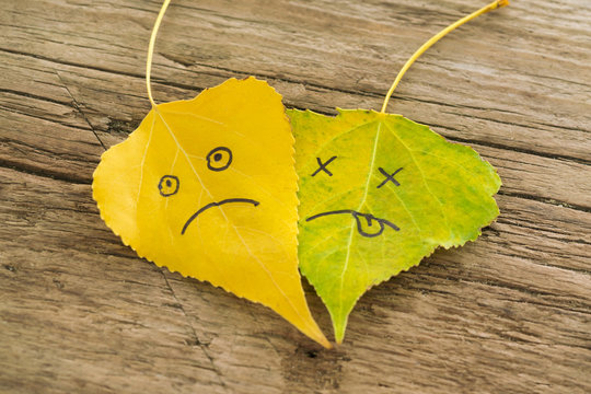 Green and  yellow  leaves with a picture of sad faces on the old wooden background with cracks