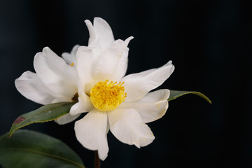 Fototapeta na wymiar The white camellia in full bloom