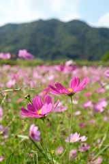 Fototapeta premium コスモス畑
