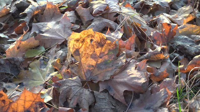 swinging yellow withwred mapple leaf on the ground