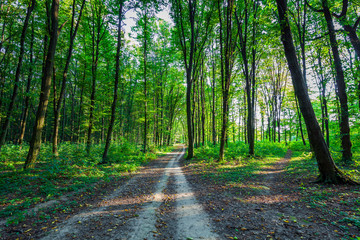beautiful green forest