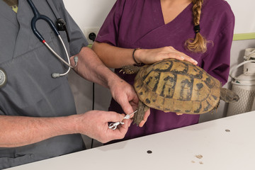 Obraz premium soins vétérinaire à une tortue.