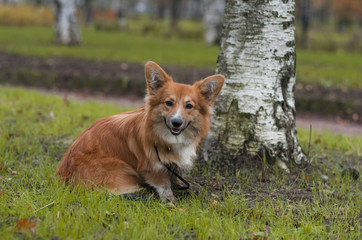 Naklejka na ściany i meble Photo of a curious corgi dog (breed welsh pembroke corgi fluffy, red colored) sitting near the birch on the green grass in the autumn park, smiling and looking directly at the photographer
