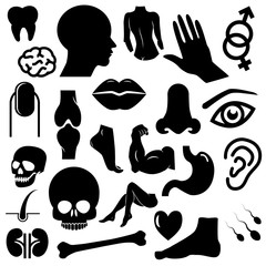 Human body vector icon set.