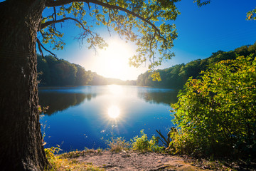 Picturesque forest and the river